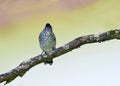 Barred Antshrike (Thamnophilus doliatus) Royalty Free Stock Photo