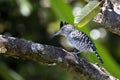 Barred Antshrike (Thamnophilus doliatus Royalty Free Stock Photo