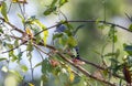 Barred Antshrike (Thamnophilus doliatus) in Brazil Royalty Free Stock Photo