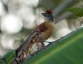 Barred Antshrike Thamnophilus doliatus Royalty Free Stock Photo