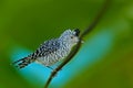 Barred Antshrike, Thamnophilus doliatus, grey rare bird from Trinidad Royalty Free Stock Photo