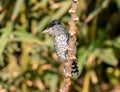 Barred Antshrike Thamnophilus doliatus, Panama Royalty Free Stock Photo