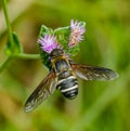 Barred bee fly - Exoprosopa fasciata - with great wing and fuzzy furry body detail. On summer blooming purple flowers of Tall Royalty Free Stock Photo