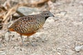 Barred Buttonquail bird