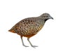 Barred Buttonquail bird