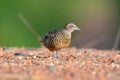 Barred Buttonquail Bird