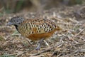 Barred buttonquail or common bustard-quail, Turnix suscitator, Satara