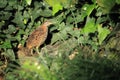 Barred buttonquail