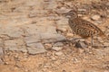 Barred buttonquail, Turnix suscitator, Ranthambhore Tiger Reserve, Rajasthan, India