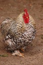 Barred Cochin chicken Royalty Free Stock Photo