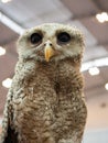 The barred eagle owl