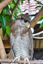 Barred eagle owl.