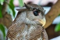 Barred eagle owl.