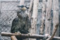 The barred eagle-owl Bubo sumatranus, also called Beluk jampuk or Malay eagle-owl on the branch. Royalty Free Stock Photo