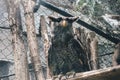 The barred eagle-owl Bubo sumatranus, also called Beluk jampuk or Malay eagle-owl on the branch. Royalty Free Stock Photo