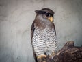 The barred eagle-owl (Bubo sumatranus)