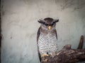 The barred eagle-owl (Bubo sumatranus)
