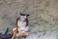 The barred eagle-owl