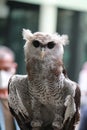 Barred eagle owl (Bubo Sumatranus) on display at the zoo Royalty Free Stock Photo