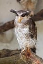 Barred eagle owl, Bubo sumatranus Royalty Free Stock Photo