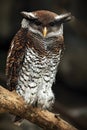 Barred Eagle Owl, Bubo sumatranus, Malaysia Royalty Free Stock Photo