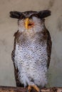 Barred eagle-owl, Bubo sumatranus Royalty Free Stock Photo