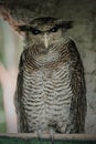 Barred eagle-owl, Bubo sumatranus Royalty Free Stock Photo