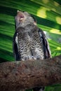 Barred eagle-owl, Bubo sumatranus perching on branch Royalty Free Stock Photo