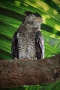 Barred eagle-owl, Bubo sumatranus perching on branch