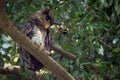 Barred eagle-owl, Bubo sumatranus perching on branch Royalty Free Stock Photo