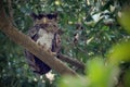 Barred eagle-owl, Bubo sumatranus perching on branch Royalty Free Stock Photo