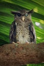 Barred eagle-owl, Bubo sumatranus perching on branch Royalty Free Stock Photo