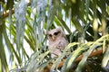 Barred eagle-owl