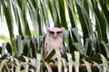 Barred eagle-owl Royalty Free Stock Photo