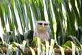 Barred eagle-owl Royalty Free Stock Photo