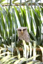 Barred eagle-owl