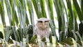 Barred eagle-owl