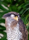 Barred Eagle-Owl (Bubo sumatranus) in Southeast Asia Royalty Free Stock Photo