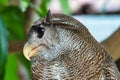 Barred eagle owl.