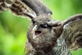 Barred Eagle Owl