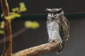 Barred eagle owl