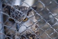 Barred Eagle-Owl in the zoo. selective focus Royalty Free Stock Photo