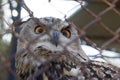 Barred Eagle-Owl in the zoo. selective focus Royalty Free Stock Photo