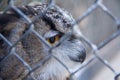 Barred Eagle-Owl in the zoo. selective focus Royalty Free Stock Photo