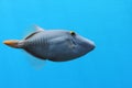Barred Filefish Royalty Free Stock Photo