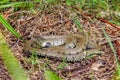 Barred Grass Snake - Natrix helvetica in a Worcestershire woodland.