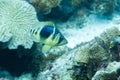 Barred hamlet in coral reed Royalty Free Stock Photo