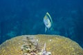 Barred Hamlet Royalty Free Stock Photo