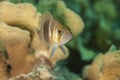 Barred Hamlet,fish coral reef Royalty Free Stock Photo