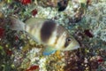 Barred Hamlet swimming over a coral reef - Cozumel Royalty Free Stock Photo